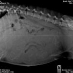 Winters' puppy x-ray