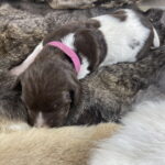 Puppies042124-Pink-001